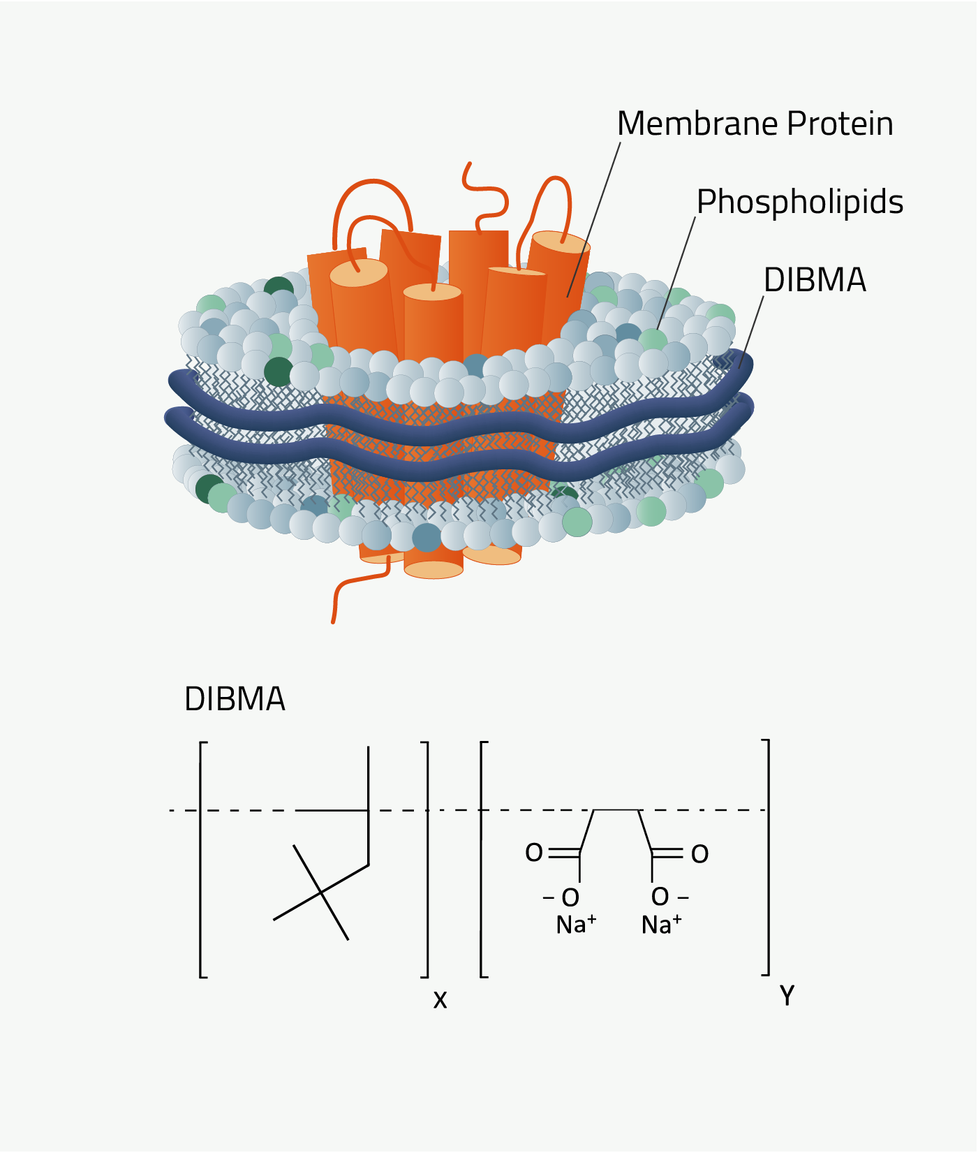 DIBMA Nanodisc Schematic Depictions