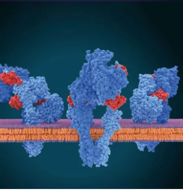 Proteins in a membrane