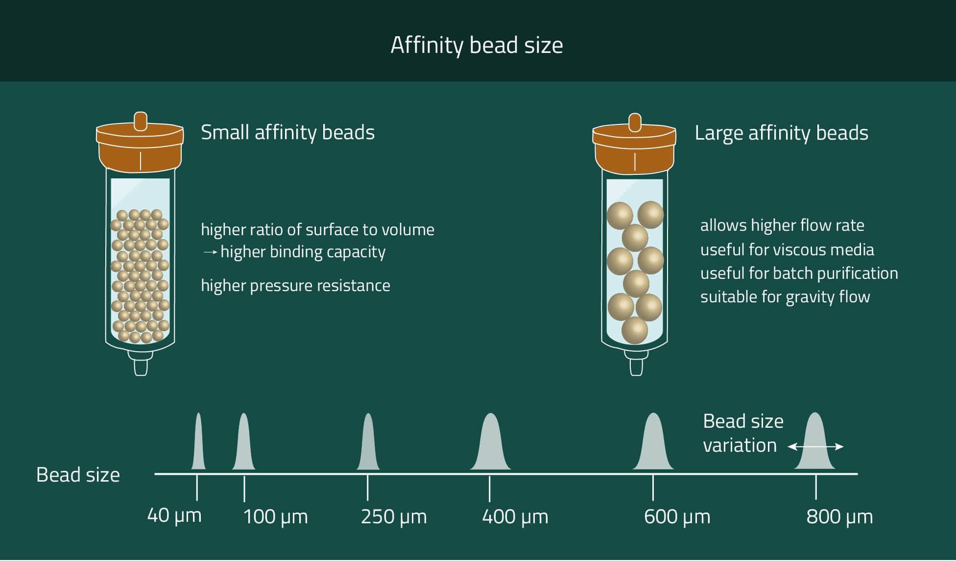 Overview of different agarose bead sizes and their individual advantages